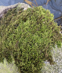 Sciuro-hypnum plumosum