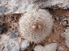Escobaria chlorantha