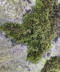 Sciuro-hypnum plumosum