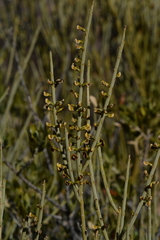 Daviesia aphylla