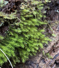 Dicranella schreberiana