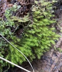 Dicranella schreberiana
