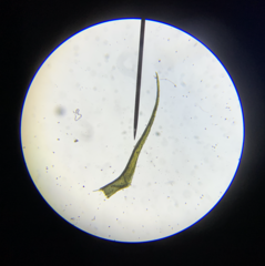 Dicranella schreberiana