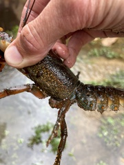 Euastacus yanga