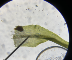 Dicranella schreberiana