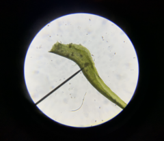 Dicranella schreberiana