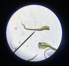 Dicranella schreberiana