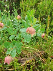 Pimelea ligustrina