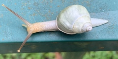 Amphidromus atricallosus