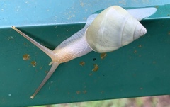 Amphidromus atricallosus