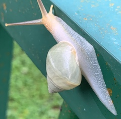 Amphidromus atricallosus