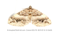 Pelurga comitata