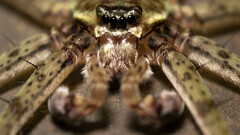 Pandercetes