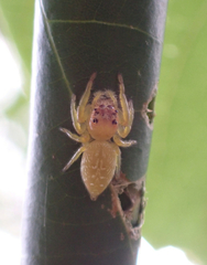 Opisthoncus quadratarius