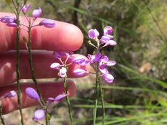 Comesperma virgatum