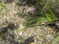 Comesperma virgatum