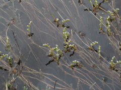 Crassula natans