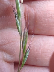 Rytidosperma gracile