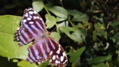 Myscelia ethusa ethusa