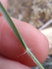 Rytidosperma gracile