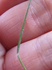 Rytidosperma gracile