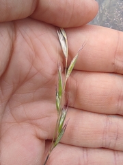 Rytidosperma gracile