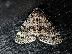 Pseudocoremia monacha