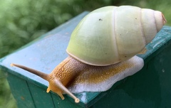 Amphidromus atricallosus