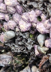 Littoraria pintado