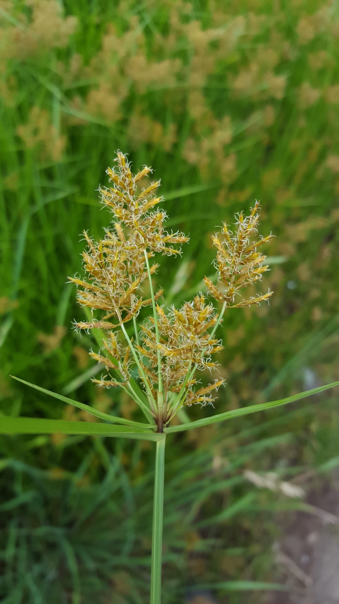 (c) François Rousseu, certains droits réservés (CC BY-NC) https://www.inaturalist.org/observations/147681361