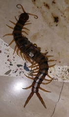 Scolopendra cingulata