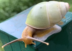 Amphidromus atricallosus