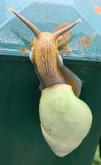 Amphidromus atricallosus