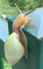 Amphidromus atricallosus