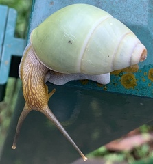 Amphidromus atricallosus