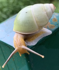 Amphidromus atricallosus