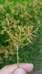 Cyperus esculentus image