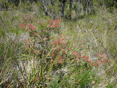Adenanthos cuneatus