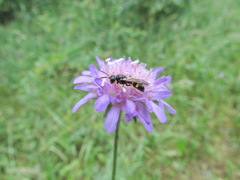 Cerceris rybyensis