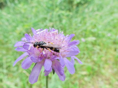 Cerceris rybyensis