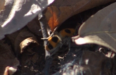 Dasymutilla cressoni