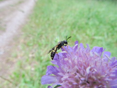 Cerceris rybyensis