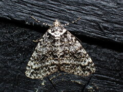 Pseudocoremia monacha