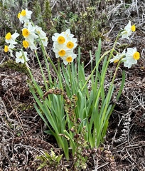 Narcissus tazetta