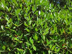 Metrosideros umbellata