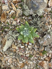 Dudleya virens