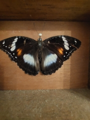 Hypolimnas bolina nerina