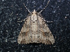 Pseudocoremia rudisata