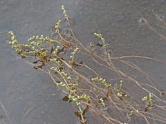 Crassula natans