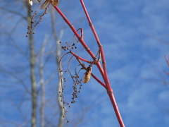 Acer pensylvanicum